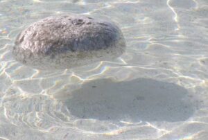 Close-up of a light grey, porous pumice stone floating in calm, reflective water,
